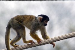 London Zoo Wallpaper