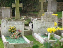 Cat in graveyard