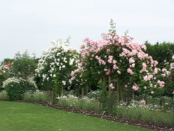 Hyde Hall rose walk. Wallpaper