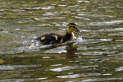 Bourton-on-the-Water