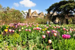 Tulips at hidcote Wallpaper