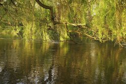 By the river Wallpaper