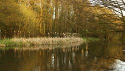 By the river Wallpaper