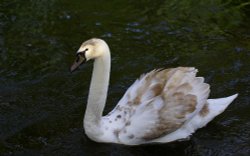 By the river Wallpaper