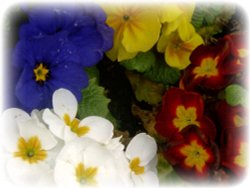 Spring flowers in England Wallpaper