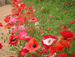 Poppies at Easton Walled Gardens Wallpaper