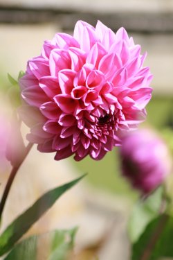 Dahlia