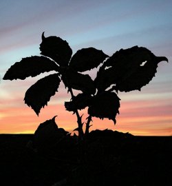 Bramble leaves