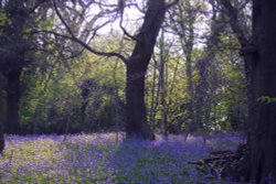 Bluebell woods