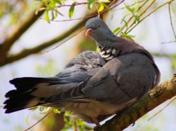 Wood Pigeon Wallpaper