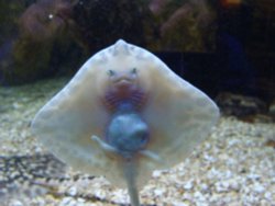 Ray?