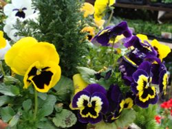 More Flowers Wallpaper