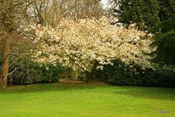 White Cherry in Sheringham Park Norfolk.