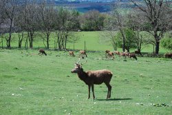 Deer at Broadway Tower Wallpaper