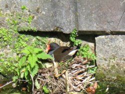 Nesting moorhen Wallpaper