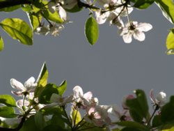 Apple blossom against a dark cloud, Steeple Claydon, Bucks Wallpaper