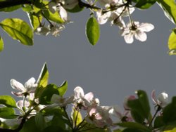 Apple blossom against a dark cloud, Steeple Claydon, Bucks