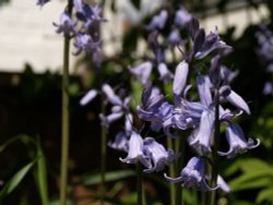 Bluebells, Steeple Claydon, Bucks Wallpaper