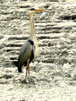 Grey Heron, River Tame, Mossley, Lancashire