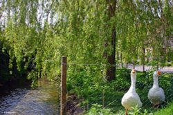 The Sydling Valley, Dorset Wallpaper