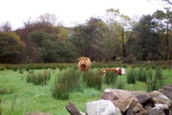 Rockfleet Castle cattle