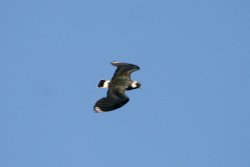 Lapwing. Wallpaper