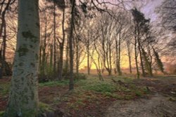 To the woods! Wallpaper