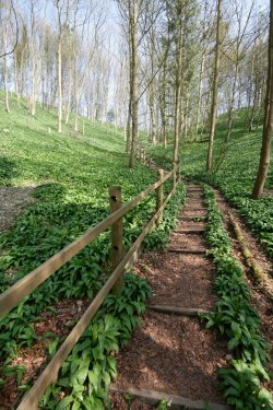 Millington Wood 5