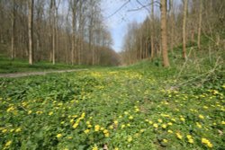 Millington Wood 7