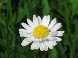 Daisy, Daisy Wallpaper