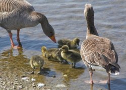 Hornsea Mere Goose chicks Wallpaper
