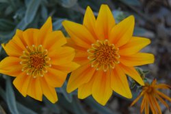 In the Botanic Gardens Wallpaper