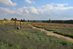 Wolds Way Lavender Farm 3 Wallpaper