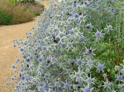 Scampston Gardens014 Wallpaper