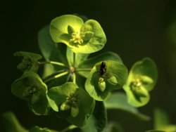 Wood Spurge, Bernwood Forest, Oakley, Bucks. Wallpaper