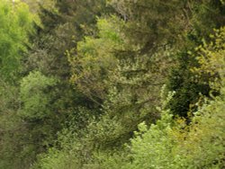 Shades of spring green, Bernwood Forest, Oakley, Bucks Wallpaper