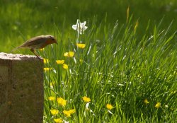 Robin on a gravestone, St Mary's Church, Ludgershall, Bucks