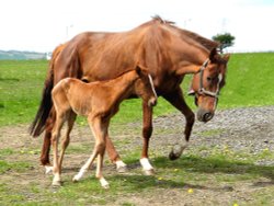 New Arrival. Wallpaper