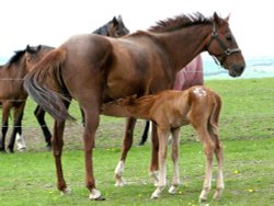 New Arrival Wallpaper