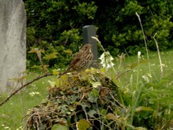 Song Thrush on a gravestone in Old Town Church graveyard.