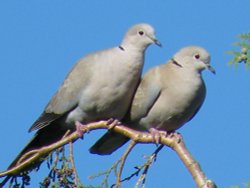 Doves, Eastcote village Wallpaper