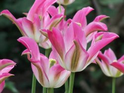Tulips