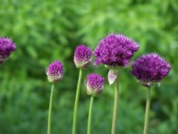 Alliums Wallpaper