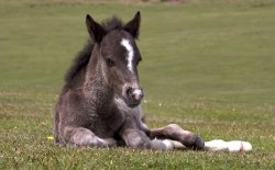 New Forest foal