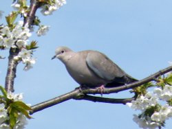 Dove at Eastcote village