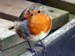 Robin, Eastcote village Wallpaper