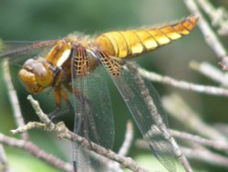 Dragonfly near the school pond