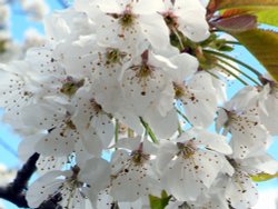 Blossom, Eastcote village