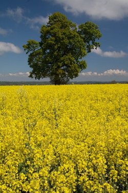 Rape Field at Ladys Mile