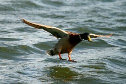 Mallard Drake. Wallpaper